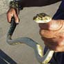 Python at the campsite! -> photo 1