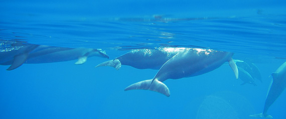 Dolphin gettin’ barrelled