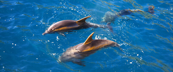 Swimming with dolphins