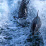 Swimming with dolphins -> photo 1