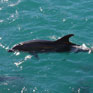 Swimming with dolphins -> photo 3