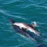 Swimming with dolphins -> photo 5