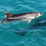 Swimming with dolphins -> photo 6